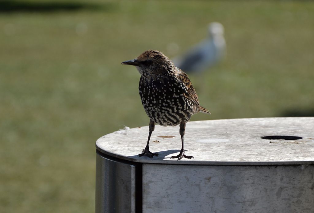 Uccelli dall''Irlanda